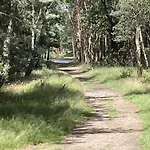 In Near Forest *