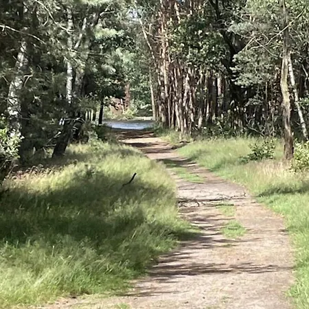 In Near Forest *